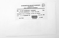 Elsinoe venezuelensis image